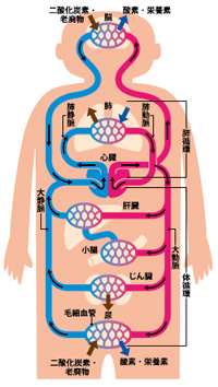 しなやかで丈夫な血管でスムーズに 血液循環 | 浅井フーズクリエイション